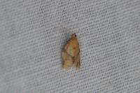 Clepsis consimilana