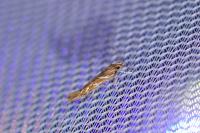 Pyroderces argyrogrammos
