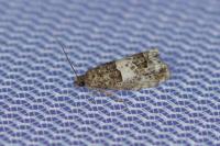 Notocelia trimaculana