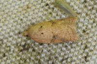 Acleris ferrugana/notana