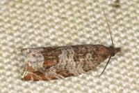 Ancylis achatana