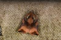 Archips podana