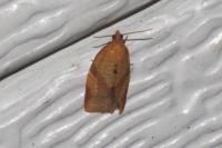 Clepsis consimilana