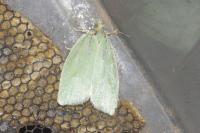 Tortrix viridana