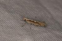 Plutella xylostella