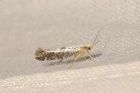Argyresthia spinosella