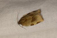 Choristoneura hebenstreitella