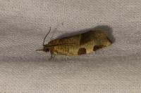 Choristoneura hebenstreitella