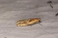 Eucosma gr. cana