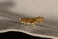 Pandemis cerasana