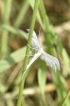 Pterophorus pentadactylus