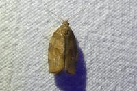 Pandemis heparana