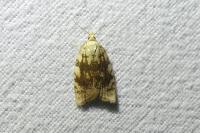 Aleimma loeflingiana