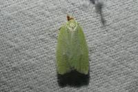 Tortrix viridana
