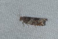 Ancylis achatana