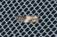 Gypsonoma dealbana