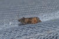 Piniphila bifasciana