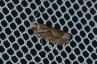 Zeiraphera isertana