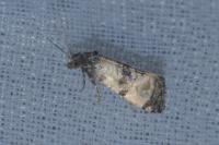 Cochylichroa atricapitana
