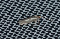 Parahyponomeuta egregiella