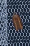 Acleris hastiana