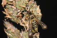 Bembecia