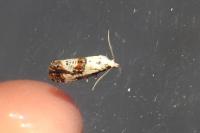 Neocochylis hybridella