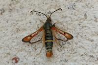 Pyropteron chrysidiforme