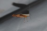 Argyresthia albistria