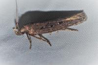 Neofaculta ericetella