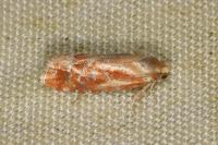 Rhyacionia