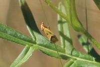 Agapeta zoegana