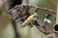 Thiodia citrana