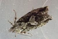 Zeiraphera isertana
