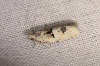 Epinotia bilunana