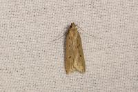 Acompsia