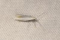 Coleophora