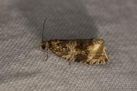 Celypha lacunana