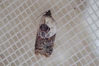 Acleris variegana