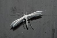 Pterophorus pentadactylus