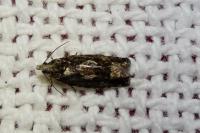 Zeiraphera isertana