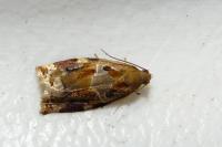 Archips xylosteana