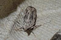 Anarsia innoxiella