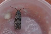 Blastobasis glandulella