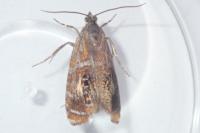 Olethreutes arcuella