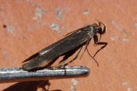 Aroga velocella