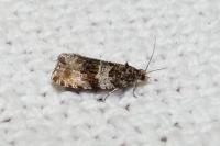 Orthotaenia undulana