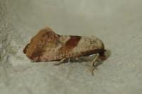Falseuncaria ruficiliana