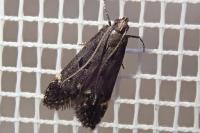 Dichomeris alacella