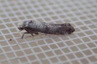 Paraswammerdamia